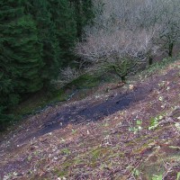 Rhododendron